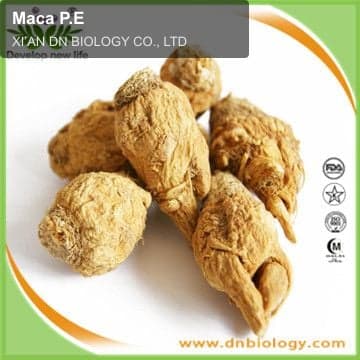 Maca P.E