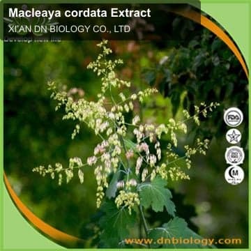 Macleaya cordata Extract