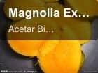 Magnolia Extract