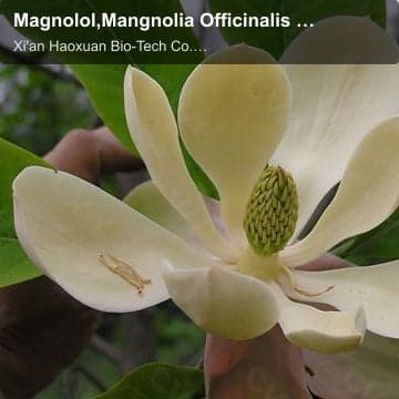 Magnolol,Mangnolia Officinalis Extract,Mangnolia Officinalis extract