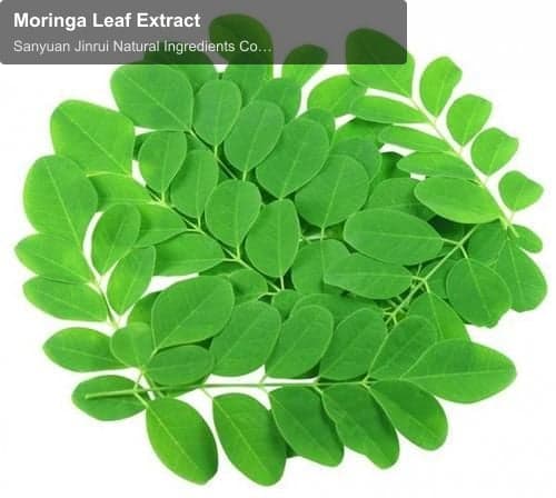 Moringa Leaf Extract