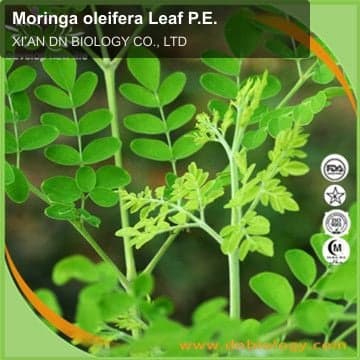 Moringa oleifera Leaf P.E.