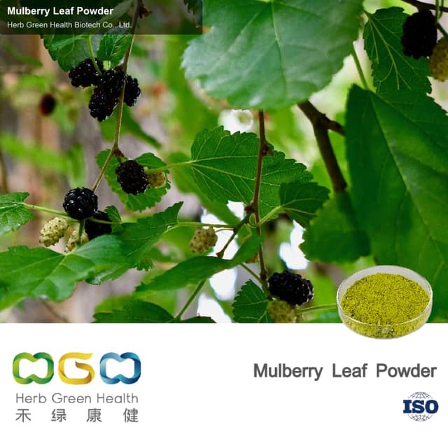 Mulberry Leaf Powder