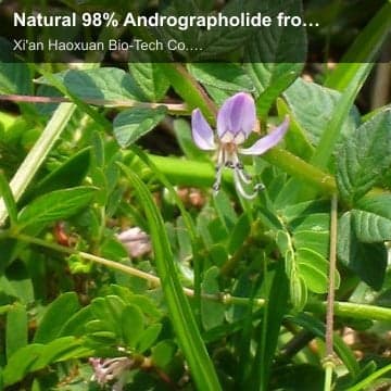 Natural 98% Andrographolide from Andrographis Paniculata Extract