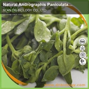 Natural Andrographis Paniculata Extract Powder.Andrographolide 99%