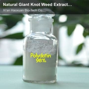 Natural Giant Knot Weed Extract /Polygonum cuspidatum Extract 80%/98% Polydatin