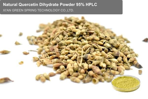 Natural Quercetin Dihydrate Powder 95% HPLC