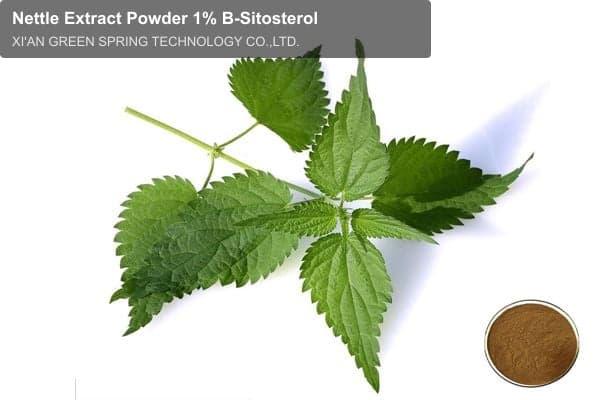 Nettle Extract Powder 1% B-Sitosterol