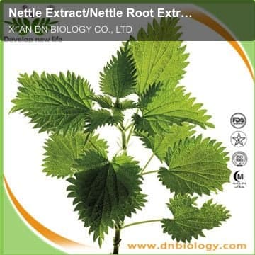 Nettle Extract/Nettle Root Extract/Nettle Leaf Extract