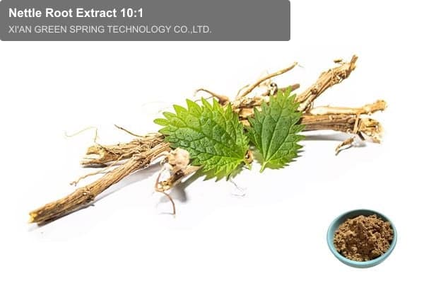 Nettle Root Extract 10:1