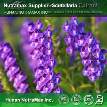 Nutramax Supplier -Scutellaria extract80~95% Baicalin