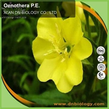 Oenothera P.E.