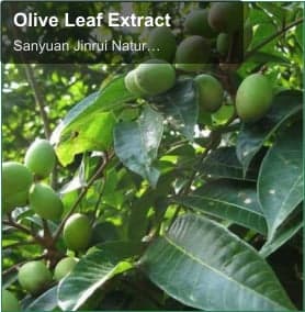 Olive Leaf Extract