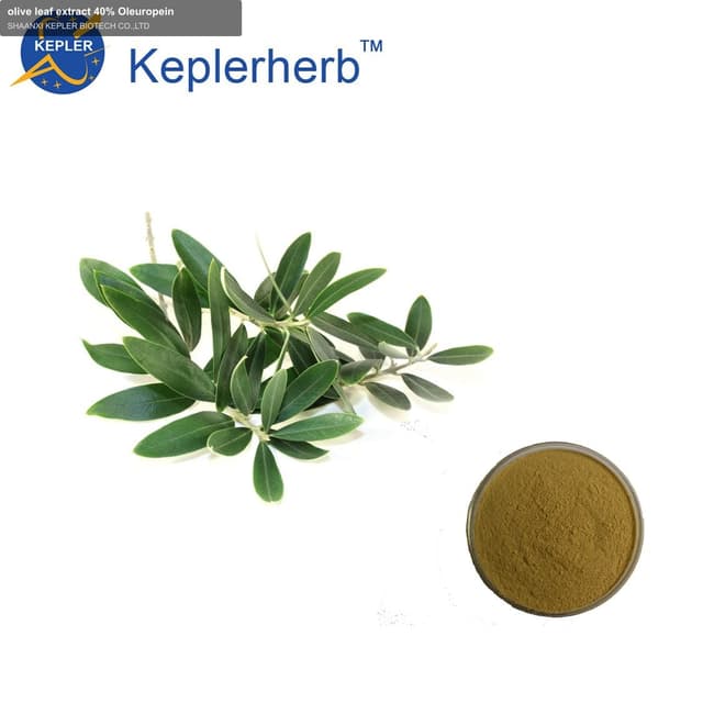 olive leaf extract 40% Oleuropein