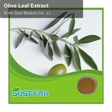 Olive Leaf Extract