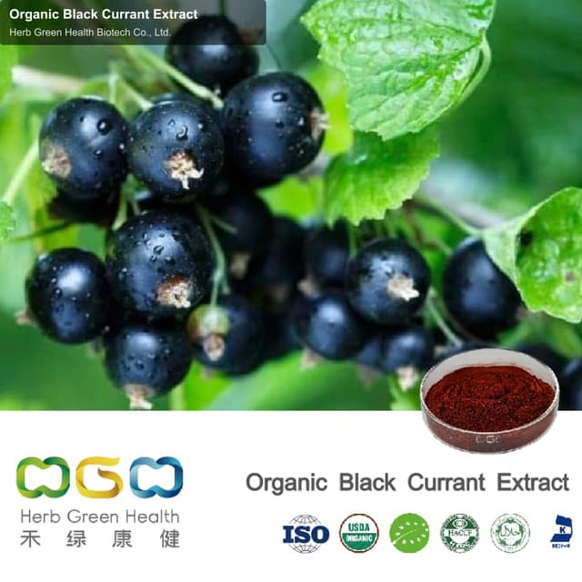 Organic Black Currant Extract