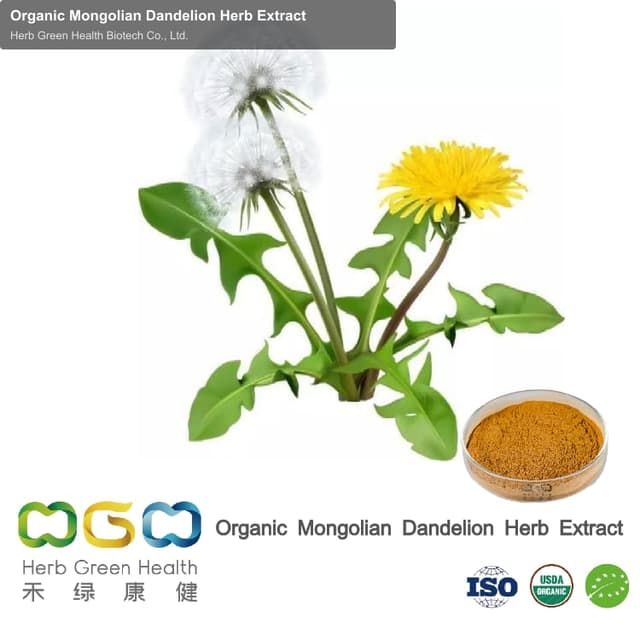Organic Mongolian Dandelion Herb Extract