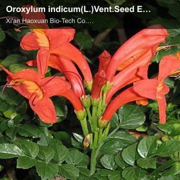 Oroxylum indicum(L.)Vent.Seed Extract HPLC99% Chrysin