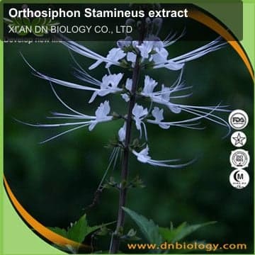 Orthosiphon Stamineus extract