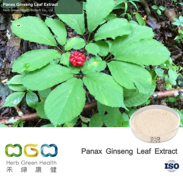 Panax Ginseng Leaf Extract
