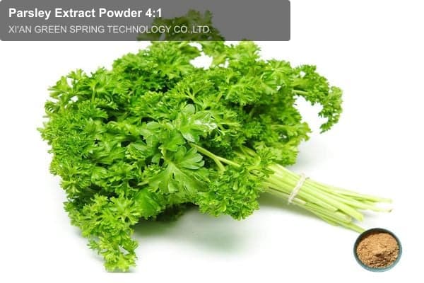 Parsley Extract Powder 4:1