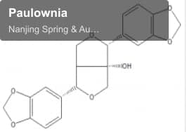 Paulownia