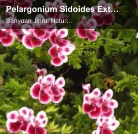 Pelargonium Sidoides Extract