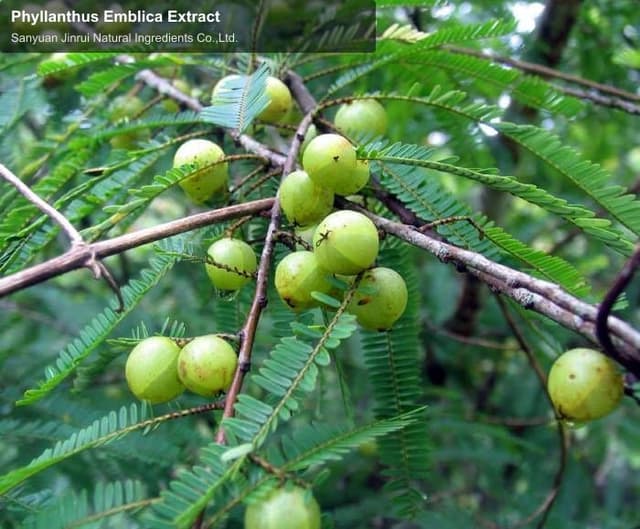 Phyllanthus Emblica Extract