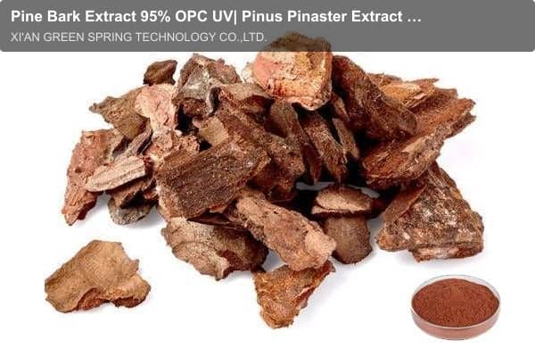 Pine Bark Extract 95% OPC UV| Pinus Pinaster Extract | Green Spring Technology