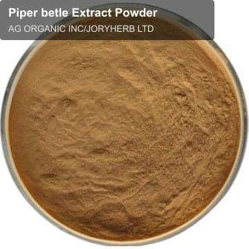 Piper betle Extract Powder