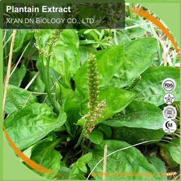 Plantain Extract