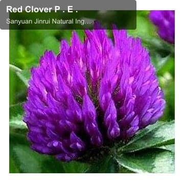 Red Clover P . E .