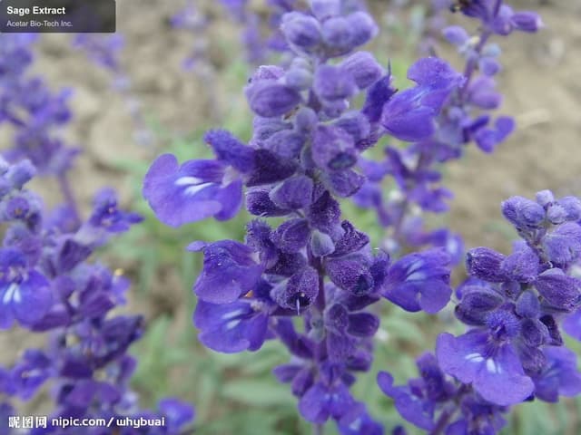 Sage Extract