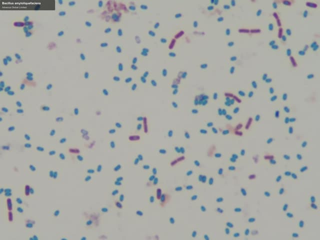 Advenza Global Limited sell "Bacillus amyloliquefaciens"