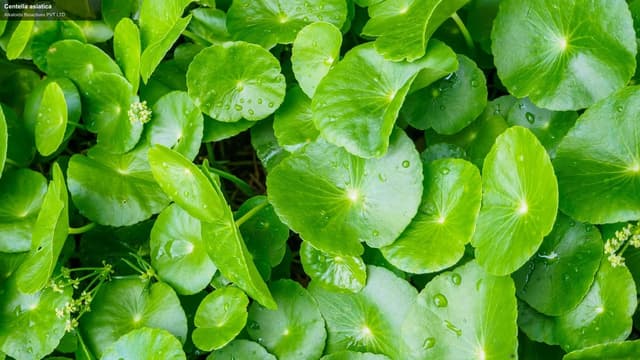 Alkaloids Bioactives PVT LTD. sell "Centella asiatica"