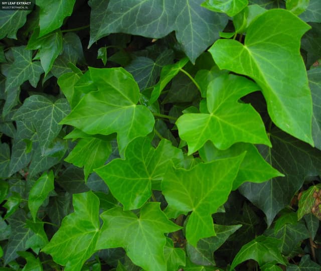 SELECT BOTANICAL SL sell "IVY LEAF EXTRACT"