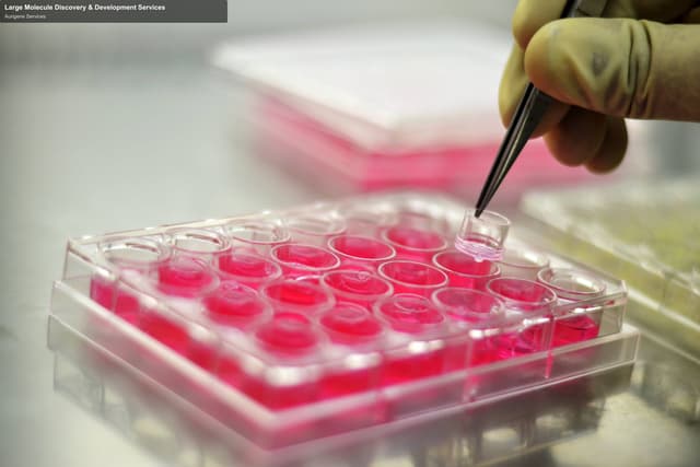 Aurigene Services sell "Large Molecule Discovery & Development Services"