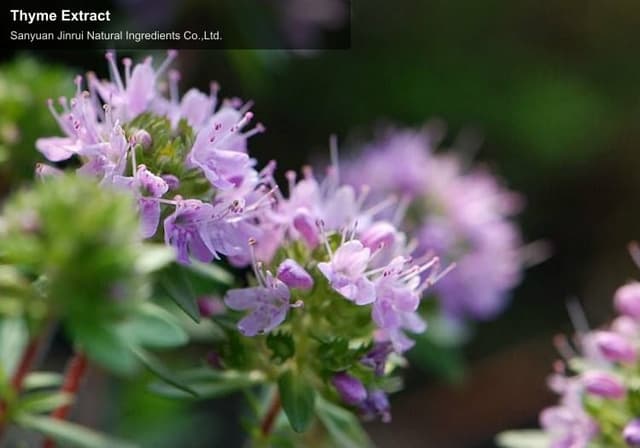 Thyme Extract