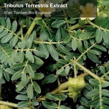 Tribulus Terrestris Extract