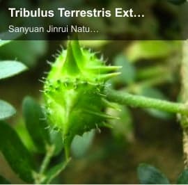 Tribulus Terrestris Extract