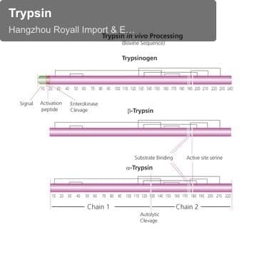 Trypsin