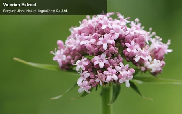 Valerian Extract