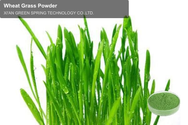 Wheat Grass Powder