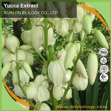 Yucca Extract